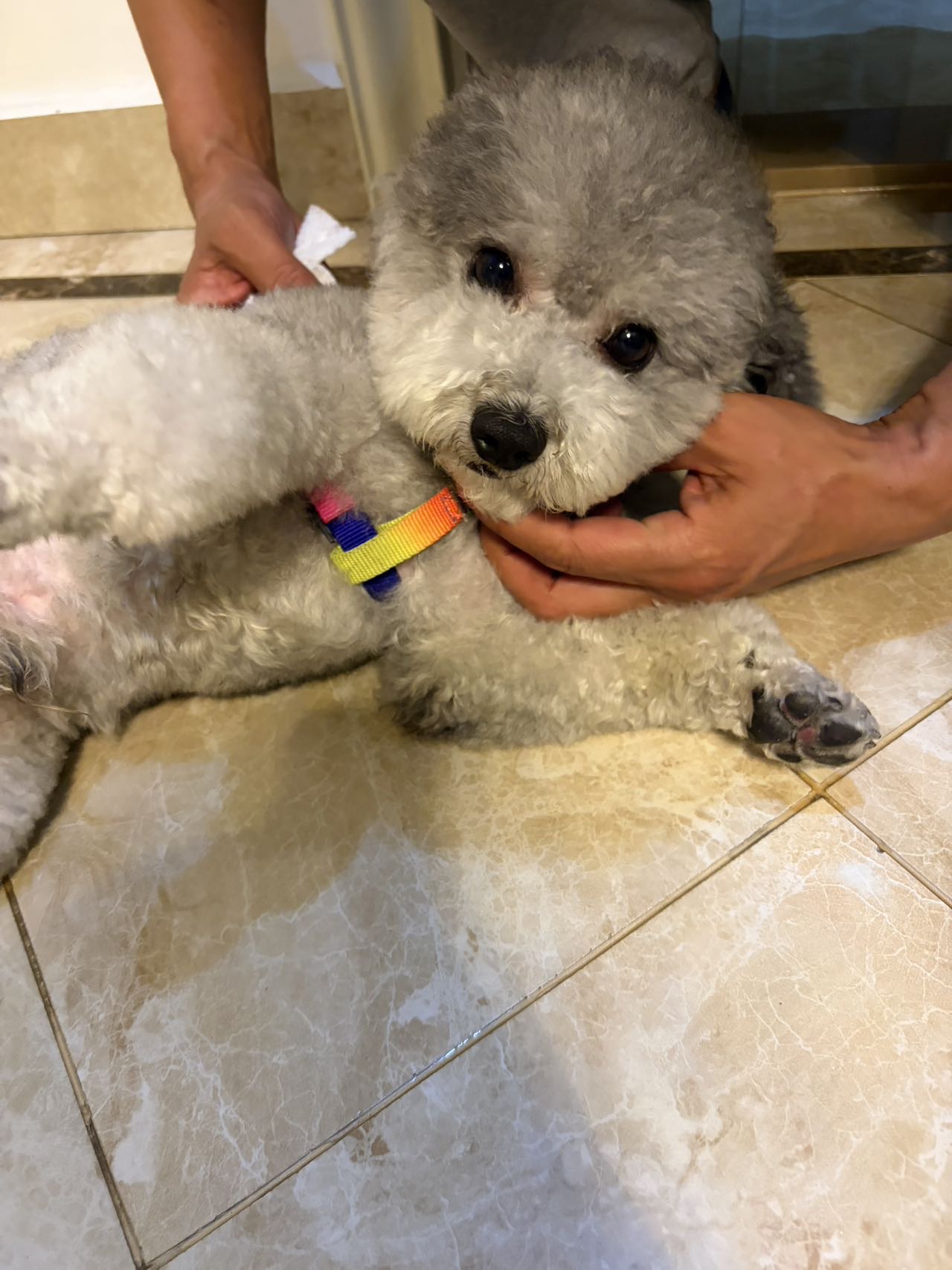 寻主 · 狗·灰色泰迪 急寻主人