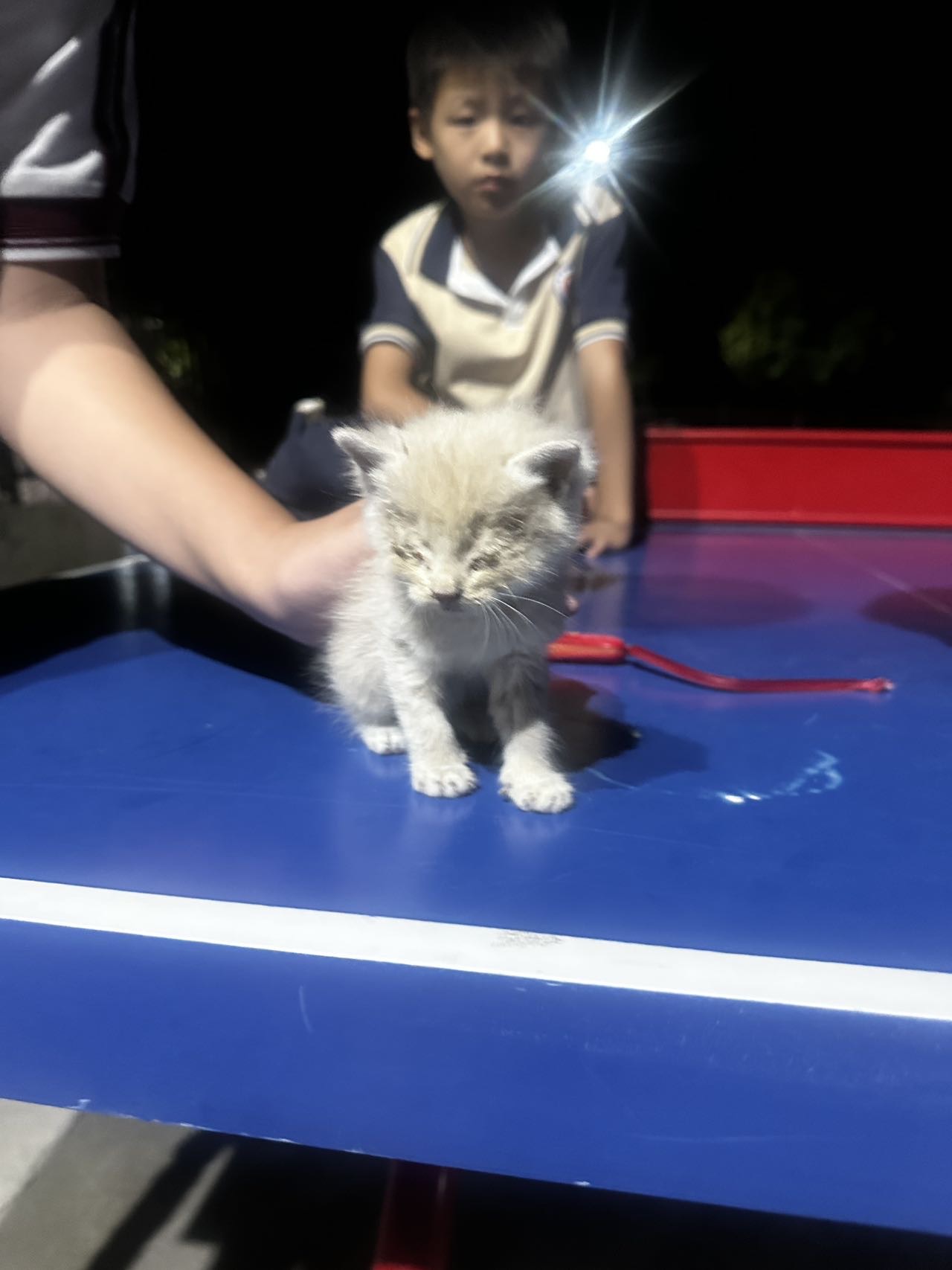汪星球 · 小橘猫「咪咪」找领养