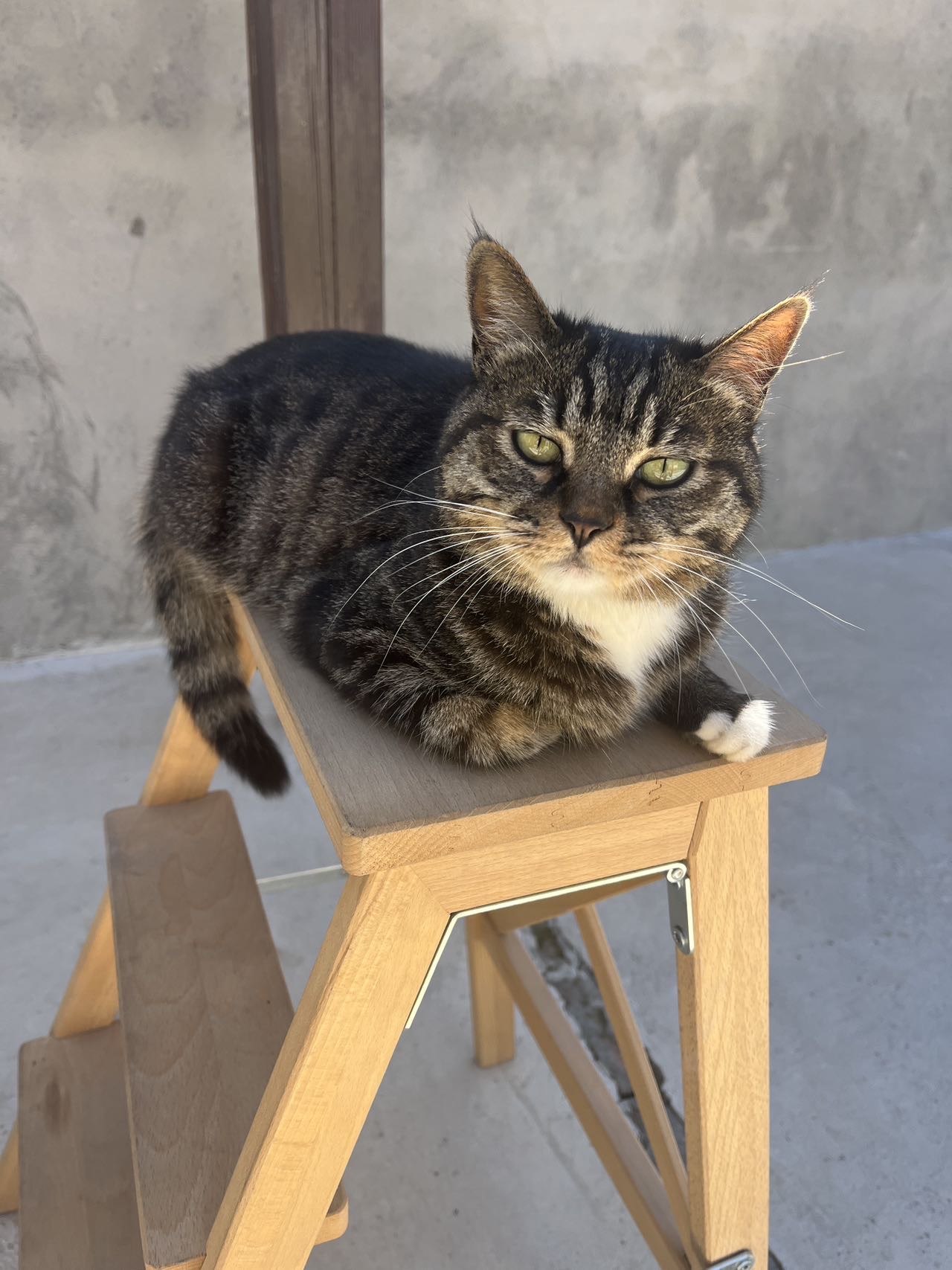 寻宠 · 猫·狸花虎斑