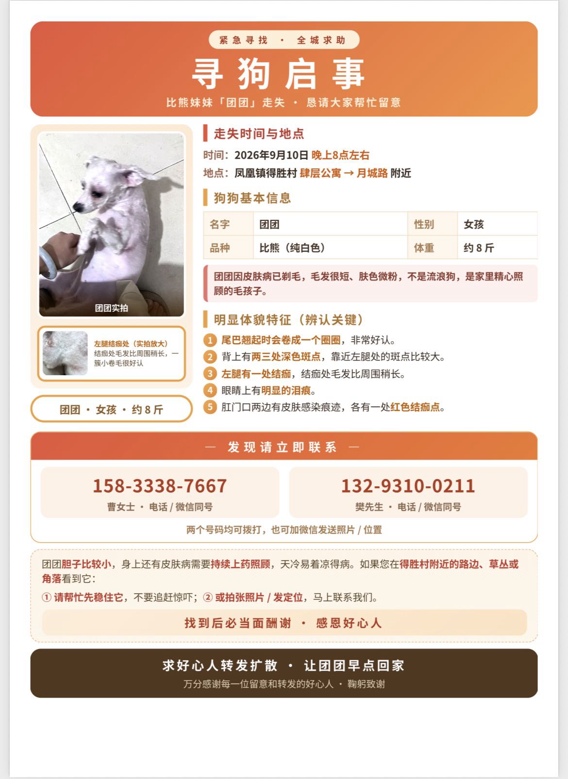 寻宠 · 狗·比熊「团团」