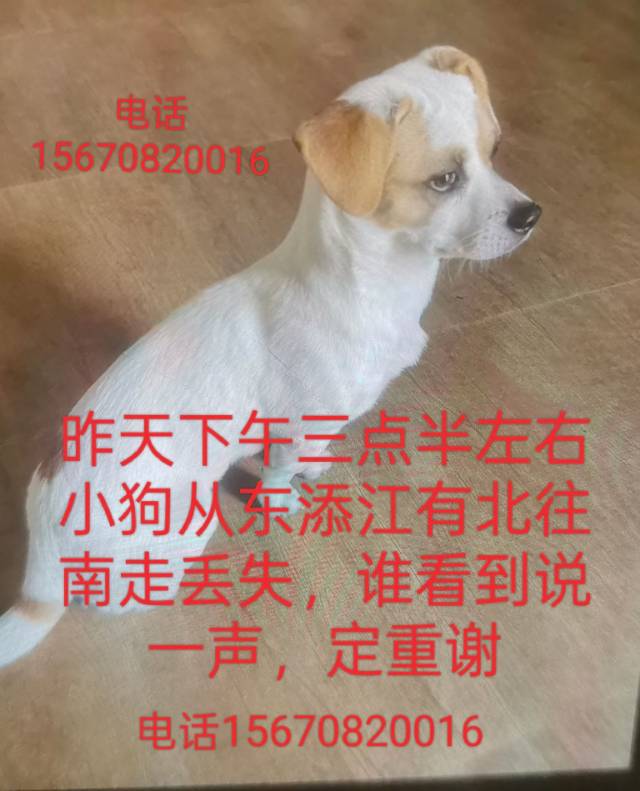寻宠 · 狗·小串串狗「欢欢」