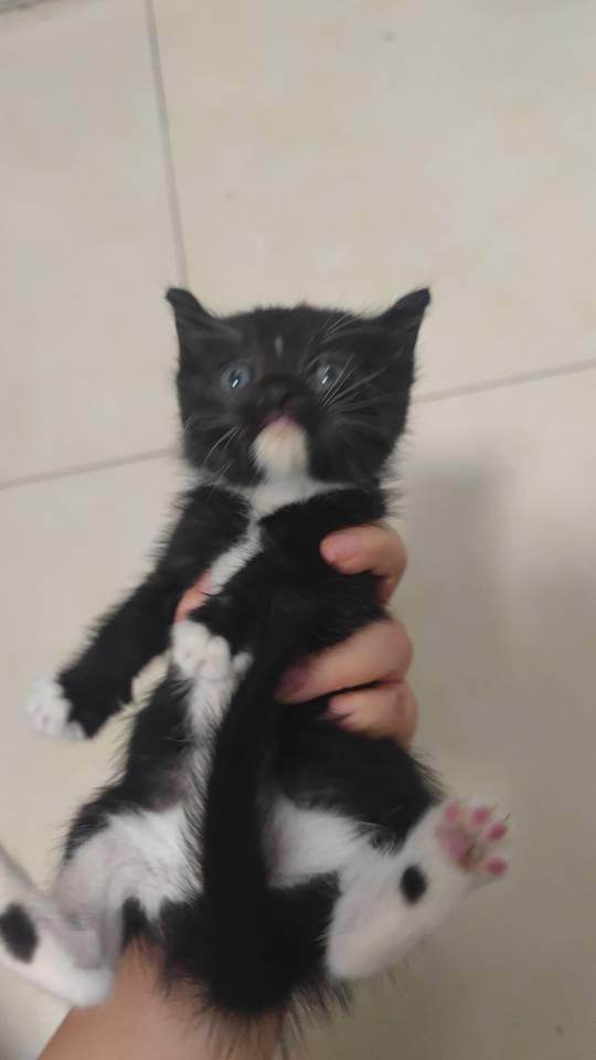 喵星球 · 小奶牛猫「无」找领养