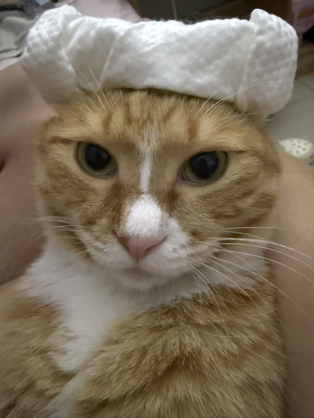 寻宠 · 猫·橘白「皮皮(鼻中一白线)」