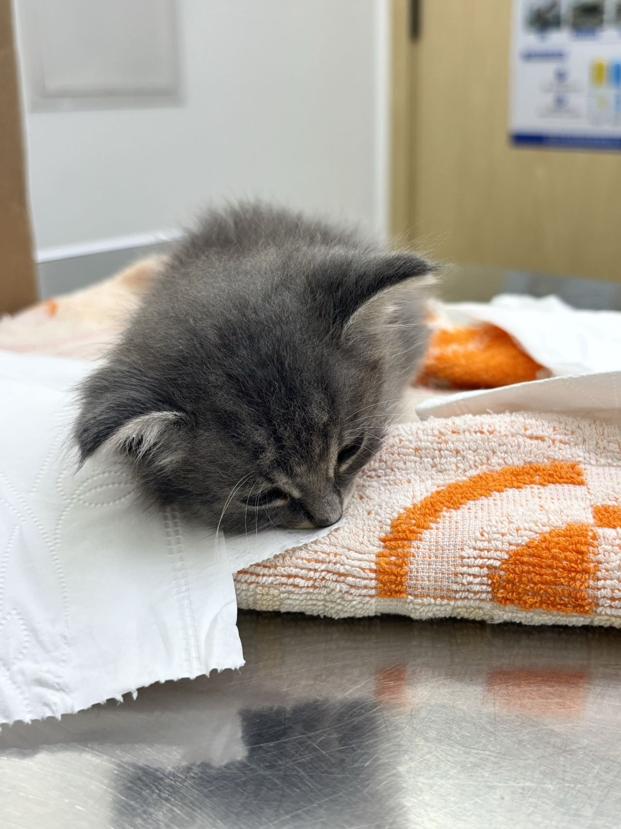 有没有人可以帮帮我和小猫😢