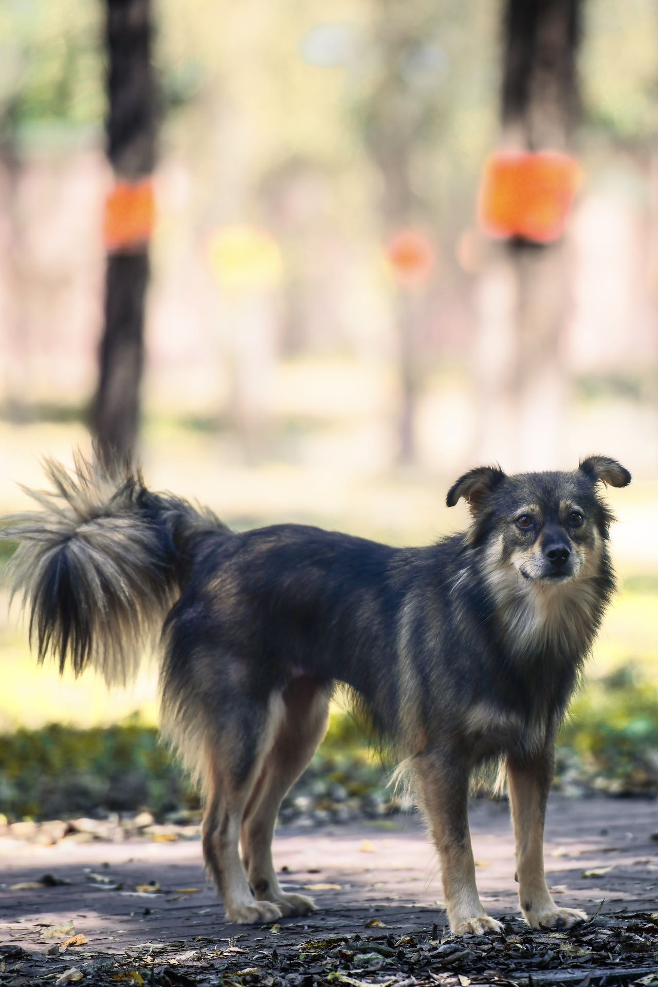 汪星球 · 田园犬「莲花」找领养