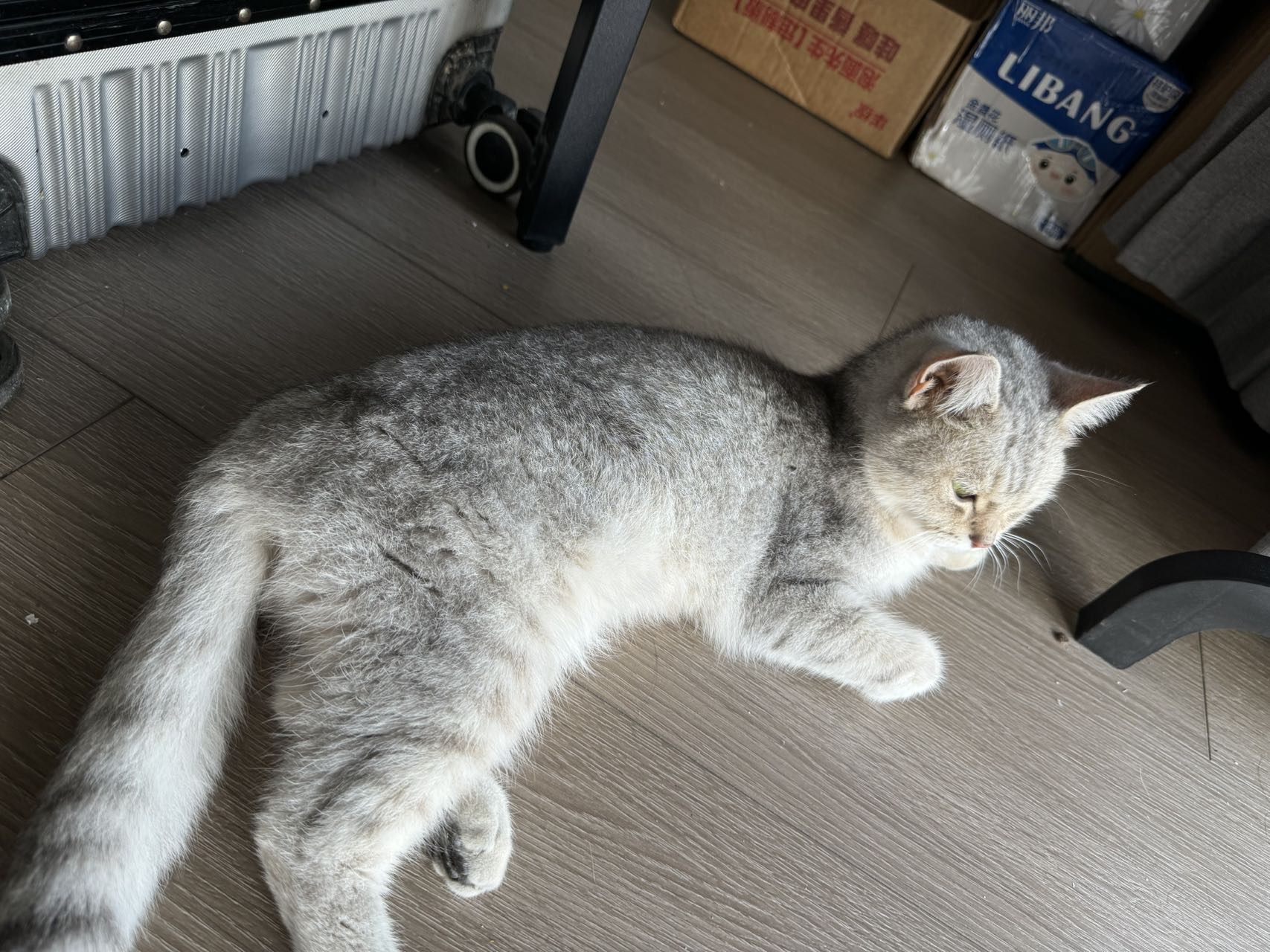 喵星球 · 混血猫「安安」找领养
