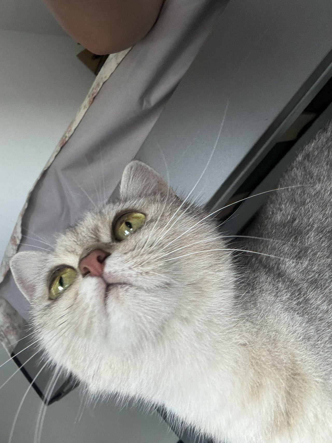 喵星球 · 混血猫「安安」找领养