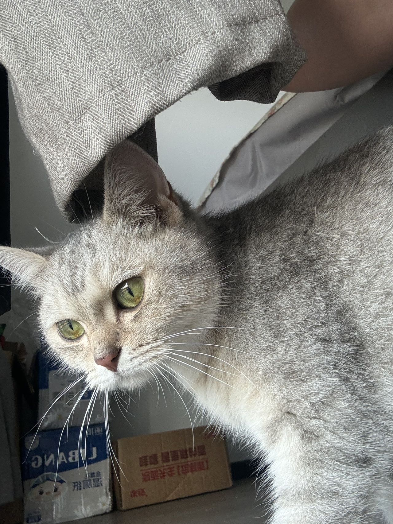 喵星球 · 混血猫「安安」找领养