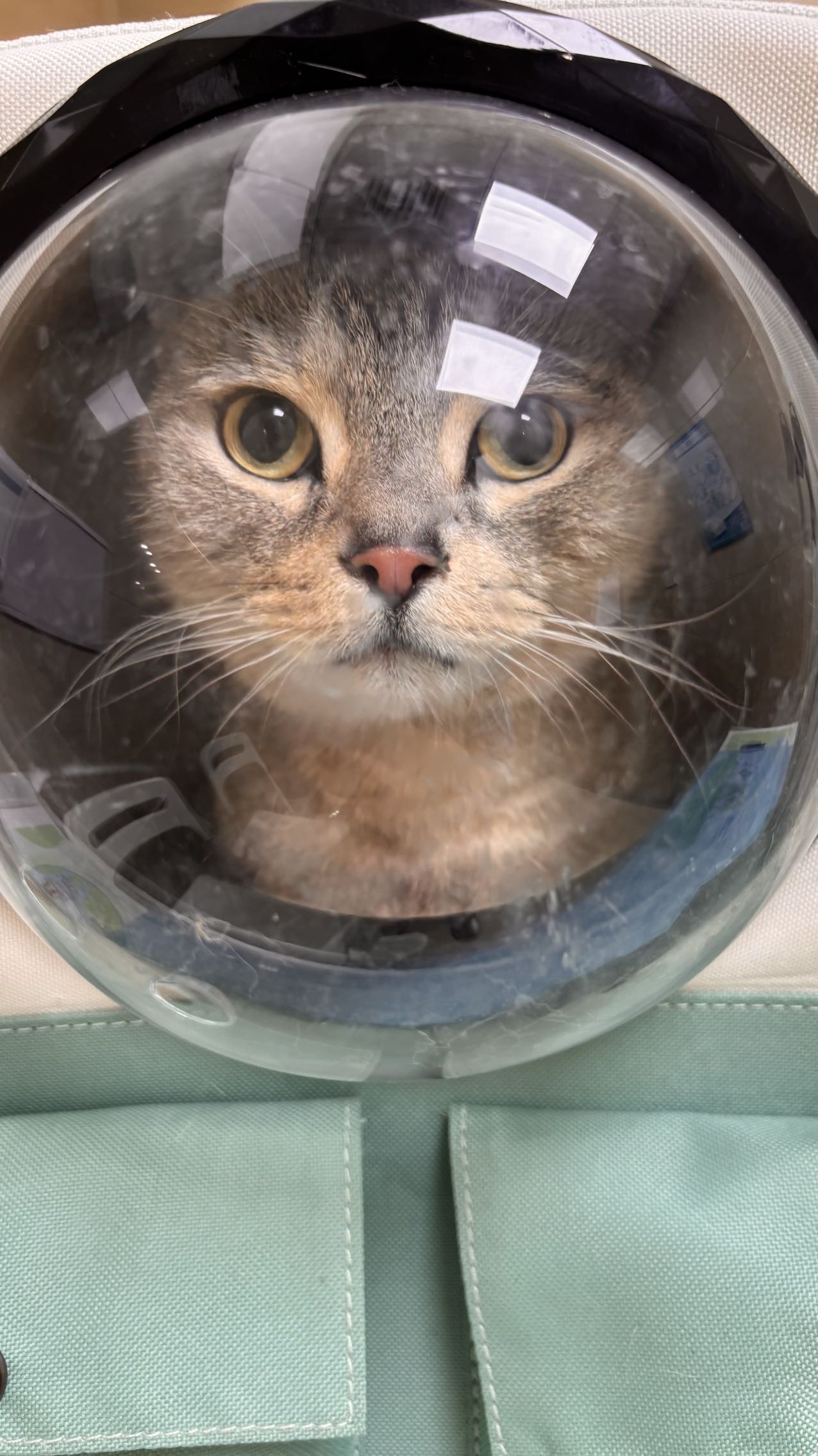 喵星球 · 美短「猫猫」找领养