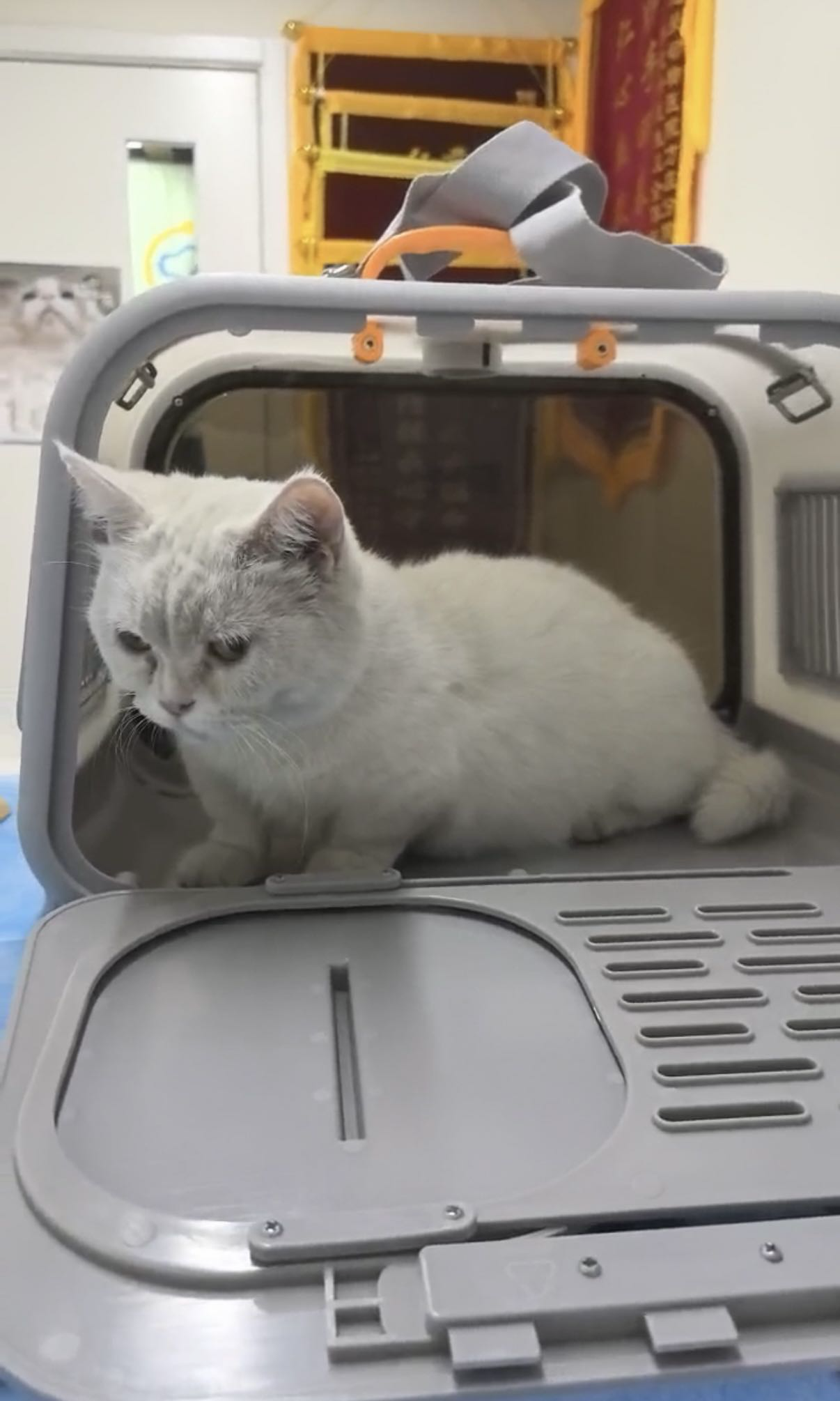 喵星球 · 矮脚猫「小雪」找领养