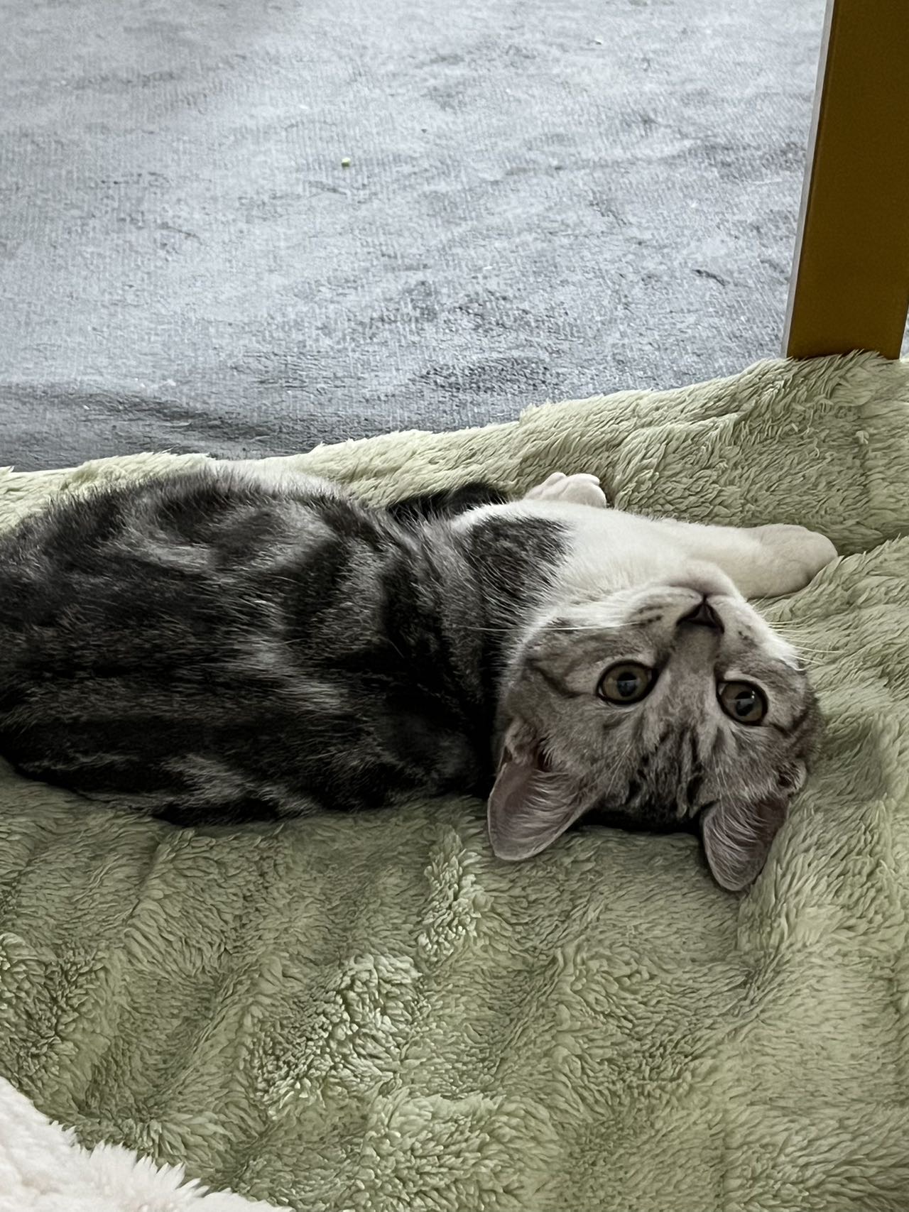 喵星球 · 田园猫「猫条」找领养