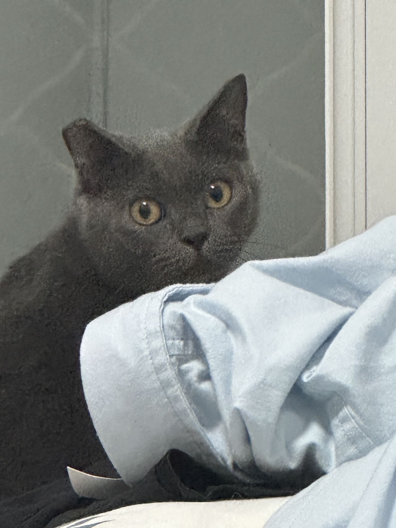 喵星球 · 蓝猫「小灰灰」找领养