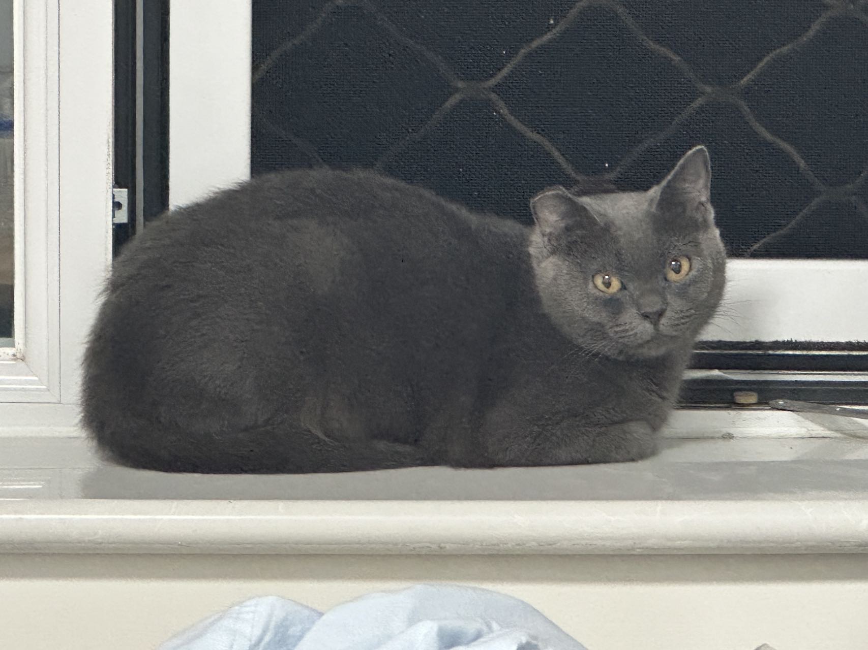 喵星球 · 蓝猫「小灰灰」找领养