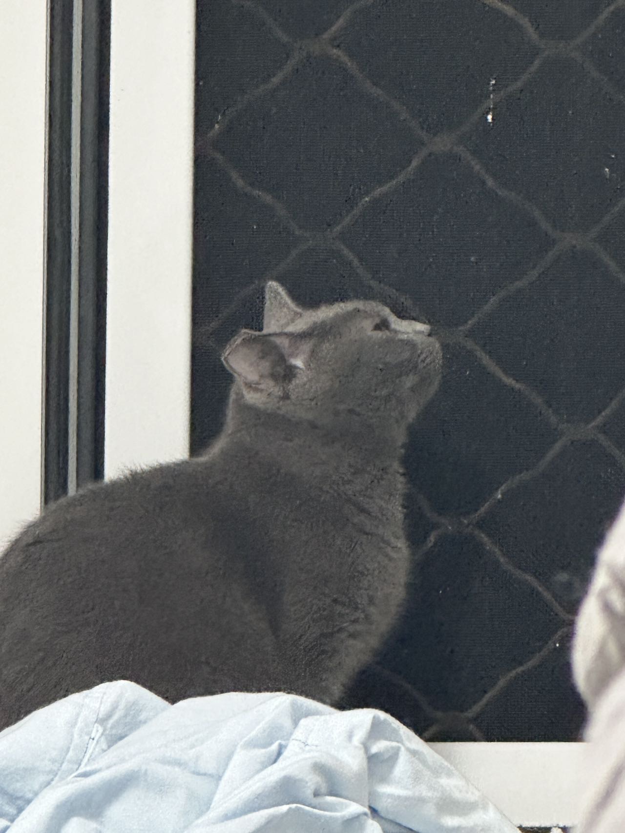 喵星球 · 蓝猫「小灰灰」找领养