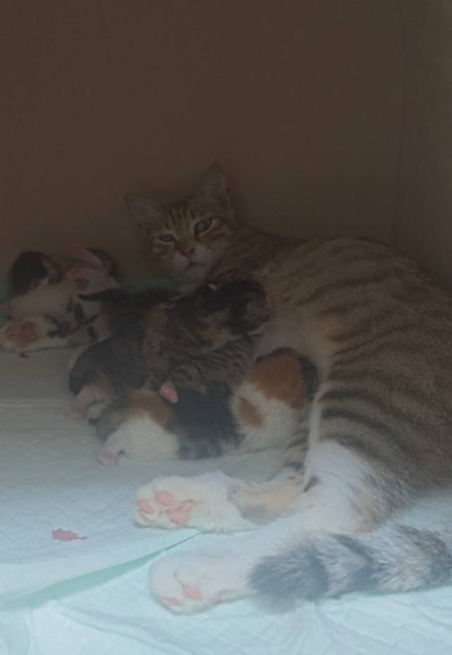 喵星球 · 中华田园猫「六只小奶猫」找领养