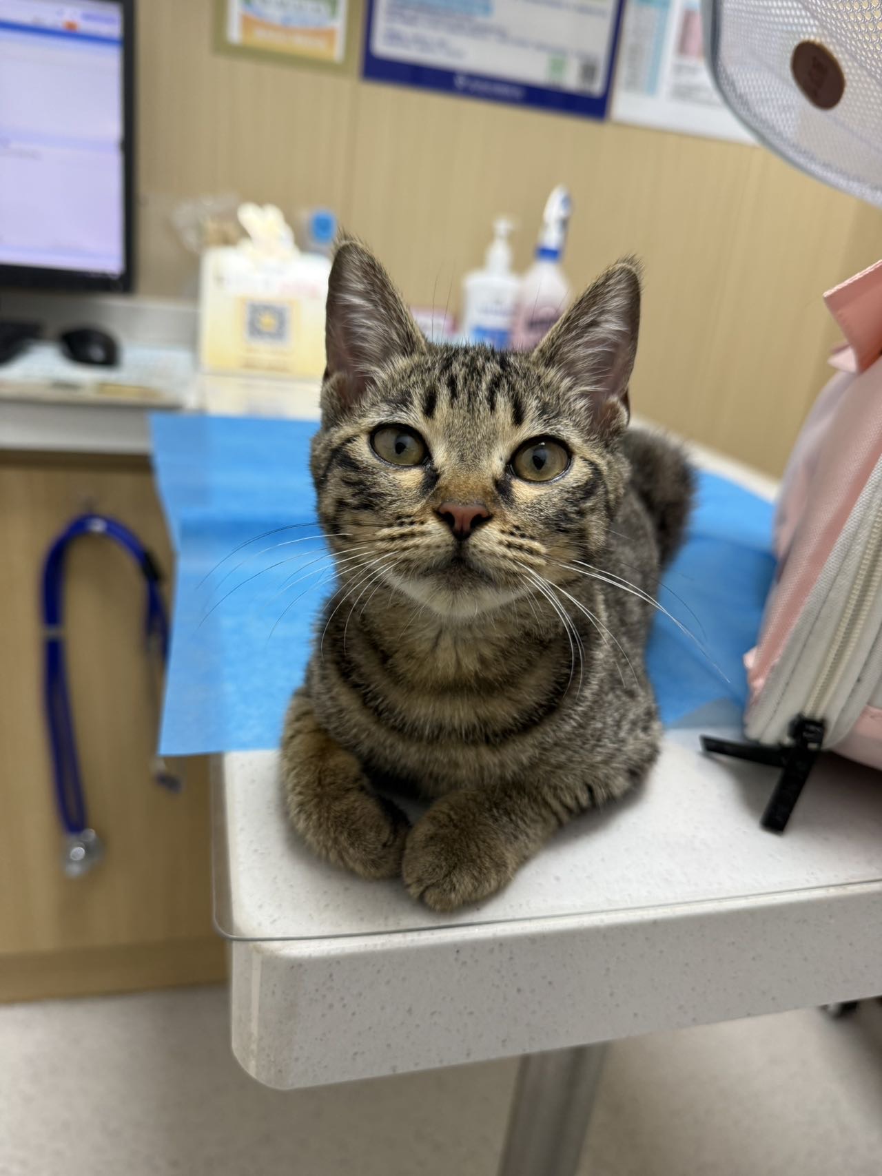 喵星球 · 狸花猫「小咪」找领养