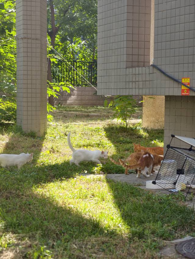 喵星球 · 橘白，橘猫「无」找领养