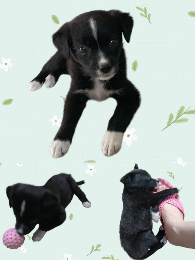 汪星球 · 中华田园犬「九月」找领养