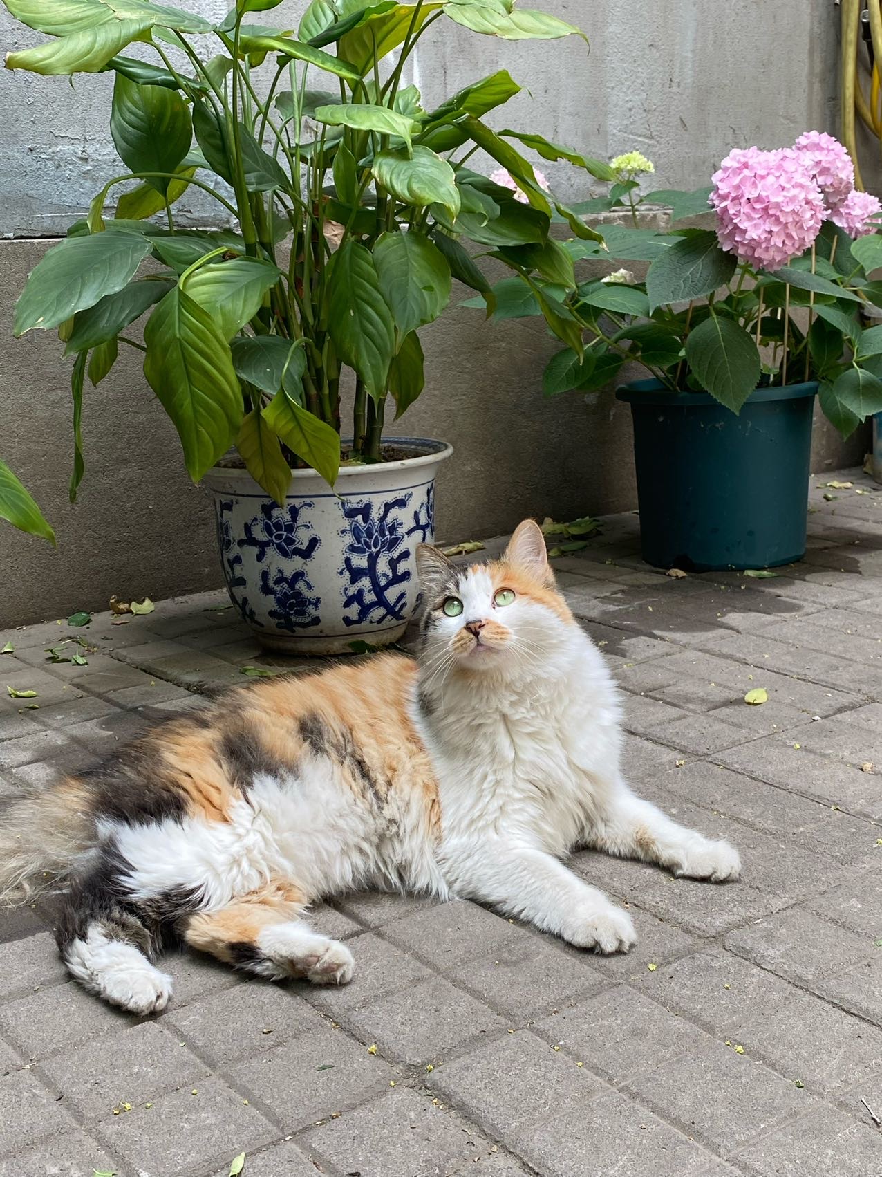 喵星球 · 长毛三花猫「小咪」找领养