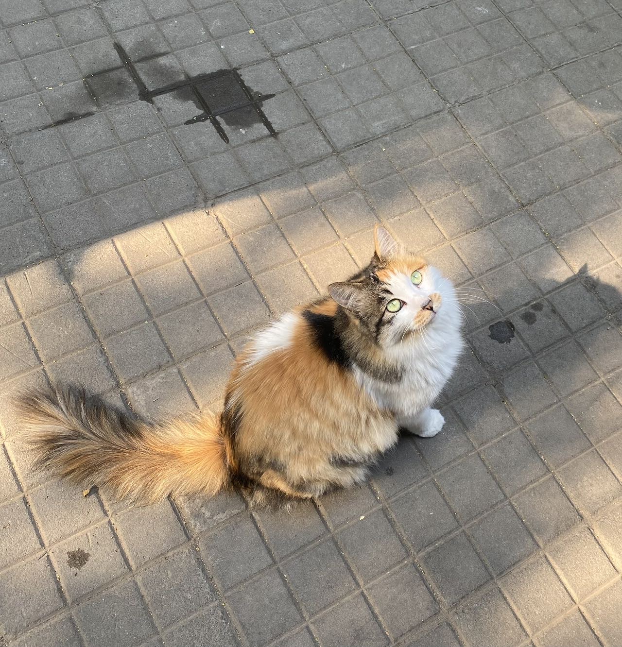 喵星球 · 长毛三花猫「小咪」找领养