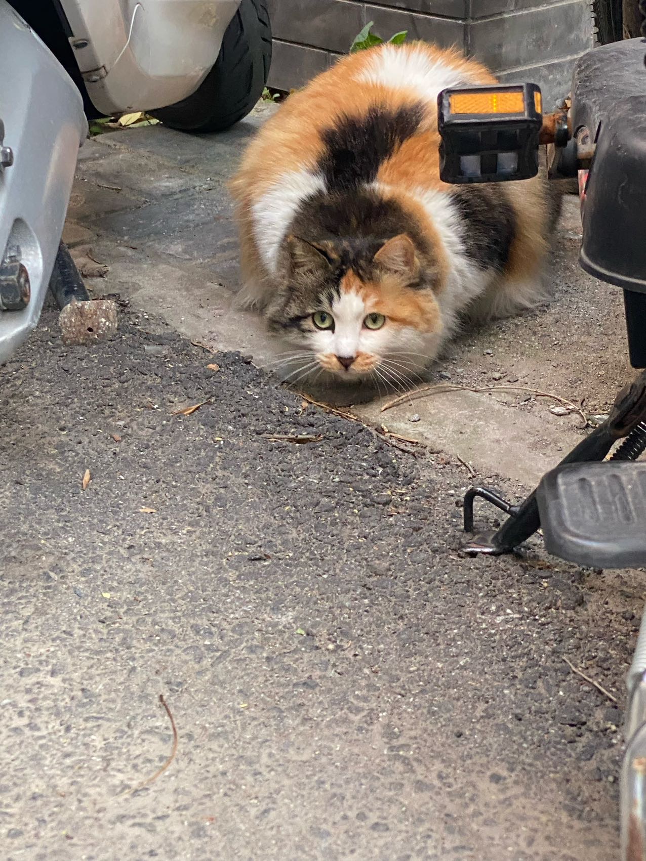 喵星球 · 长毛三花猫「小咪」找领养