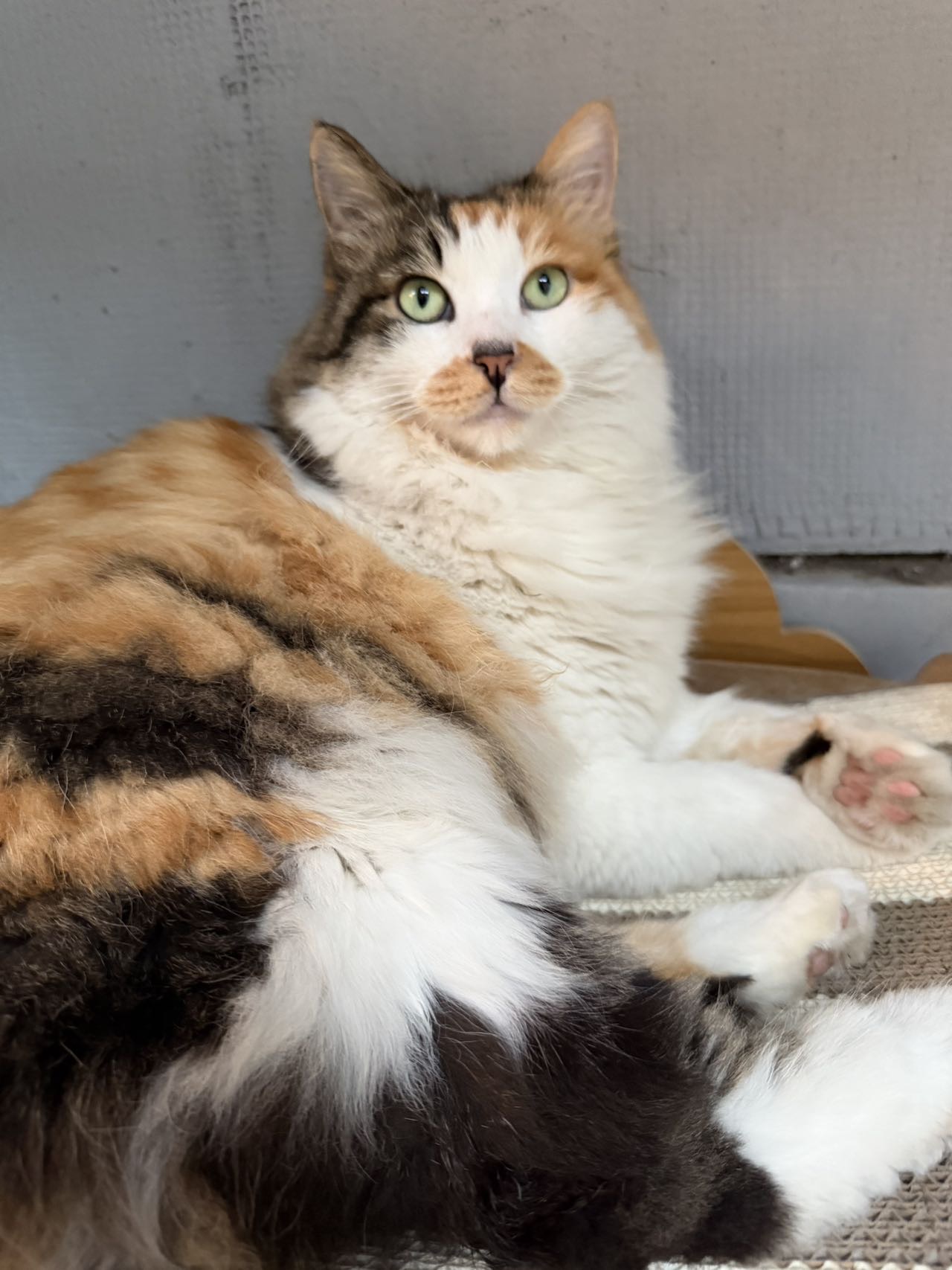 喵星球 · 长毛三花猫「小咪」找领养