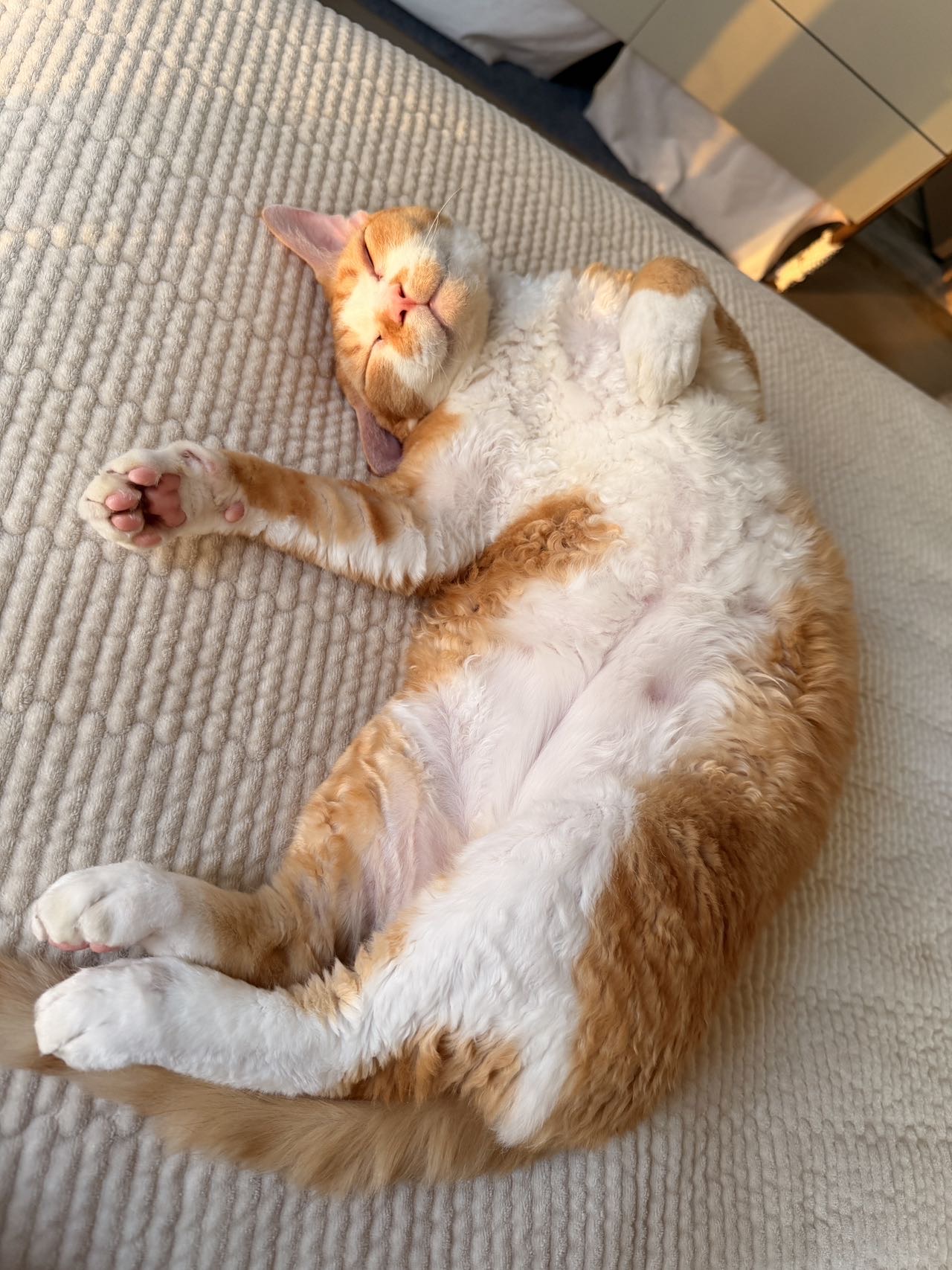 喵星球 · 德文卷毛猫「球球」找领养