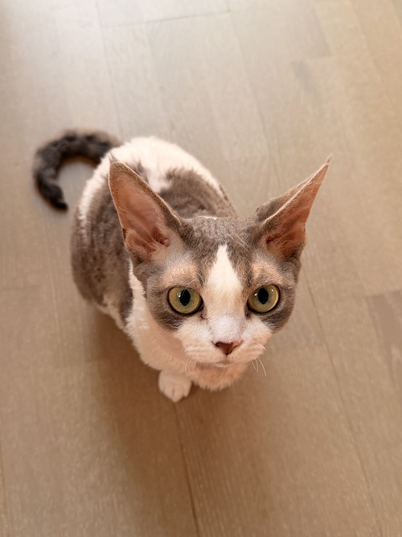 喵星球 · 德文卷毛猫「汤圆」找领养