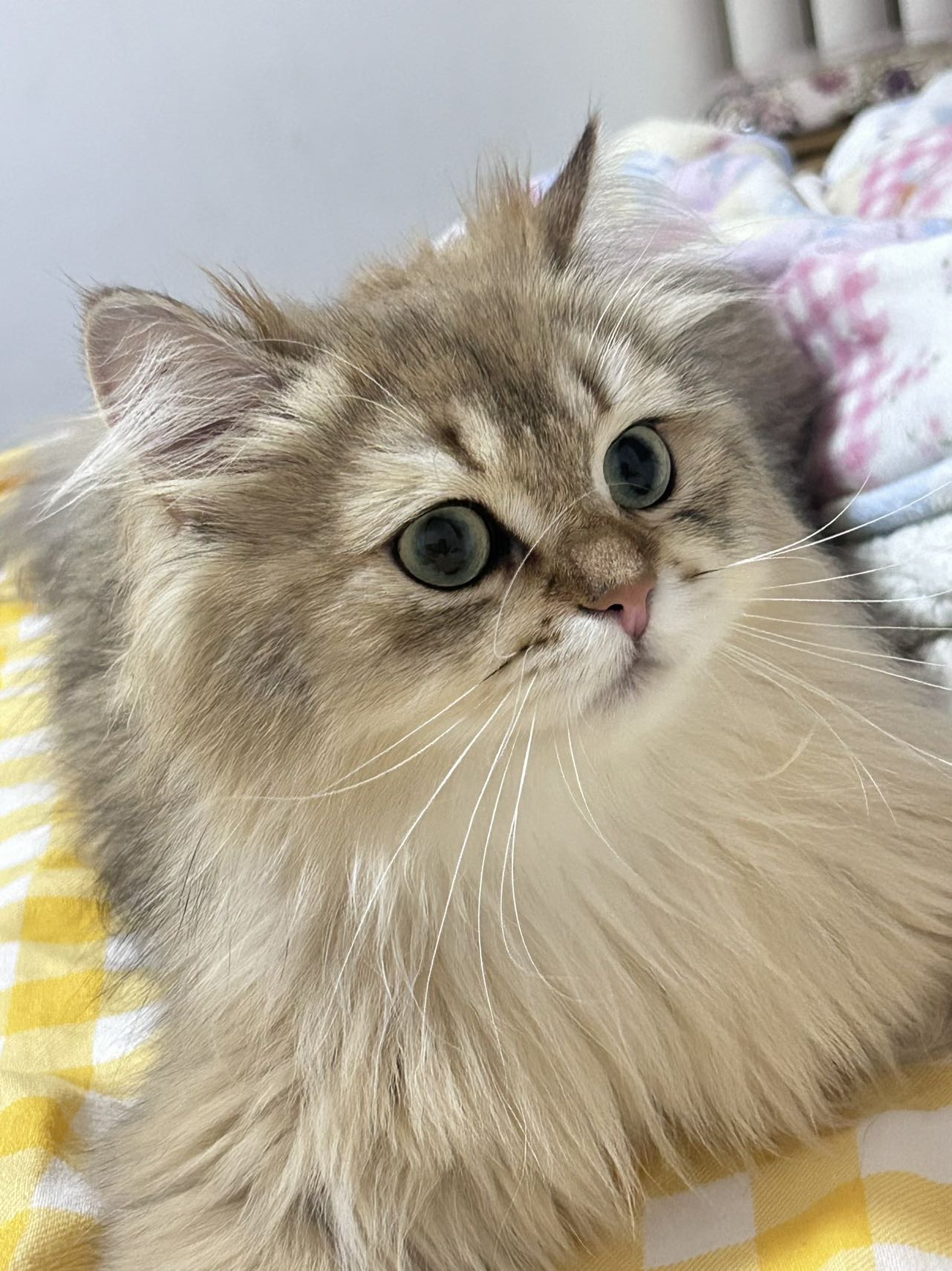寻宠 · 猫·金渐层「七宝」