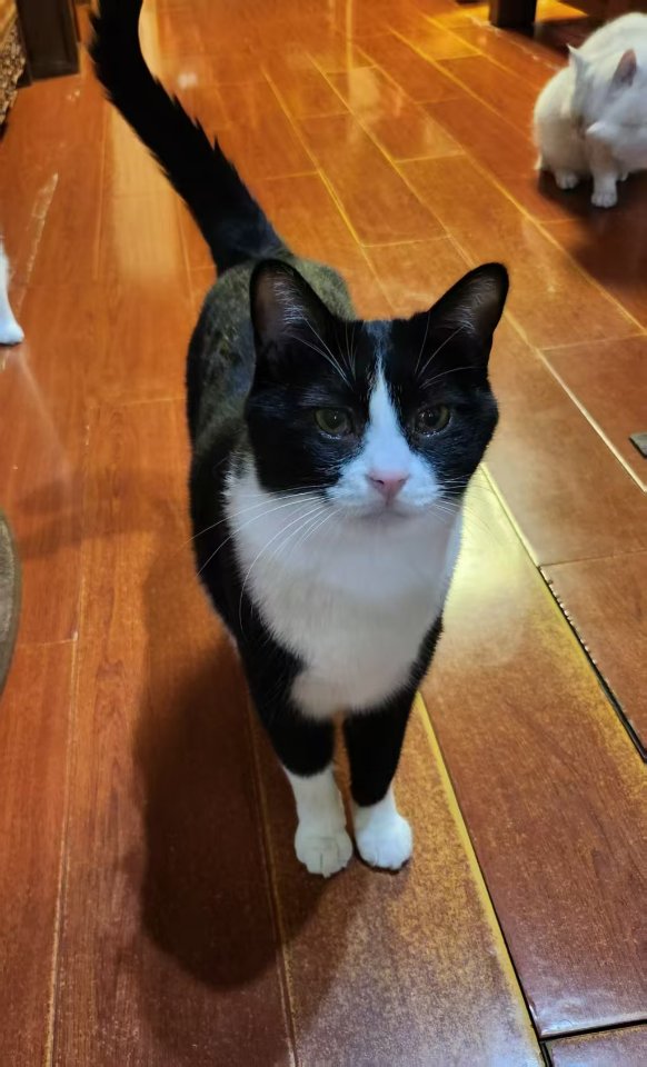 寻宠 · 猫·奶牛猫「腻腻」