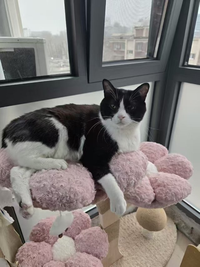寻宠 · 猫·奶牛猫「腻腻」