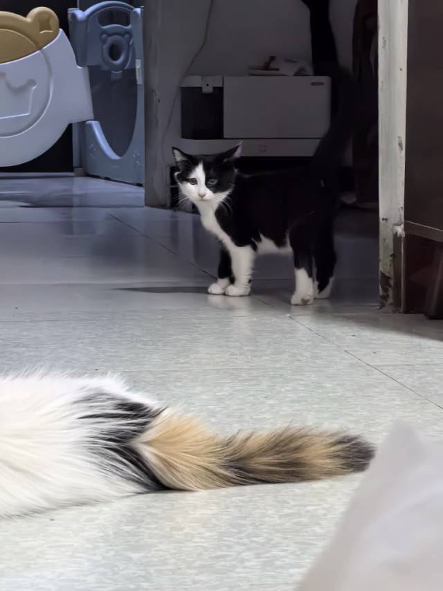 喵星球 · 田园猫「橘猫」找领养