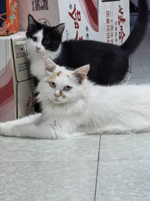 喵星球 · 田园猫「橘猫」找领养