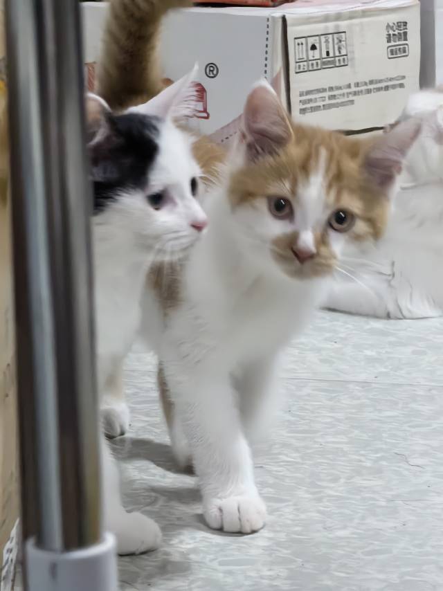 喵星球 · 田园猫「橘猫」找领养