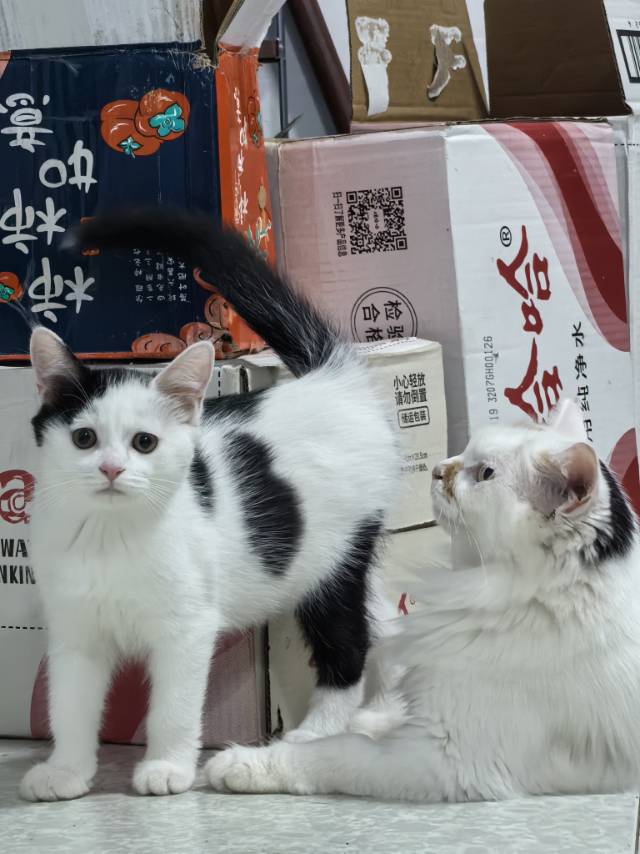 喵星球 · 田园猫「橘猫」找领养