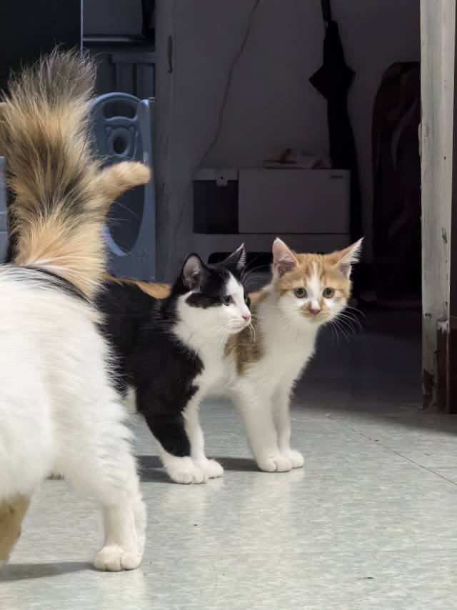 喵星球 · 田园猫「橘猫」找领养