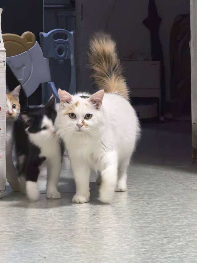 喵星球 · 田园猫「橘猫」找领养