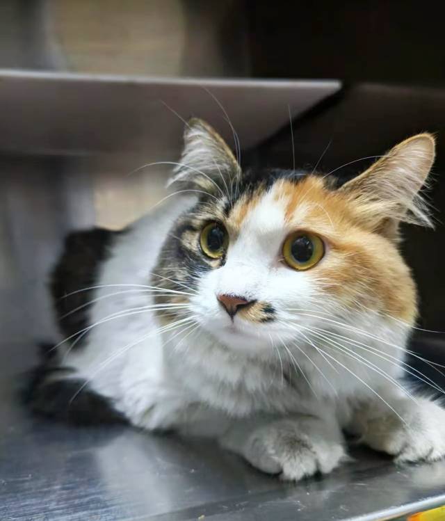 喵星球 · 三花猫「花花」找领养