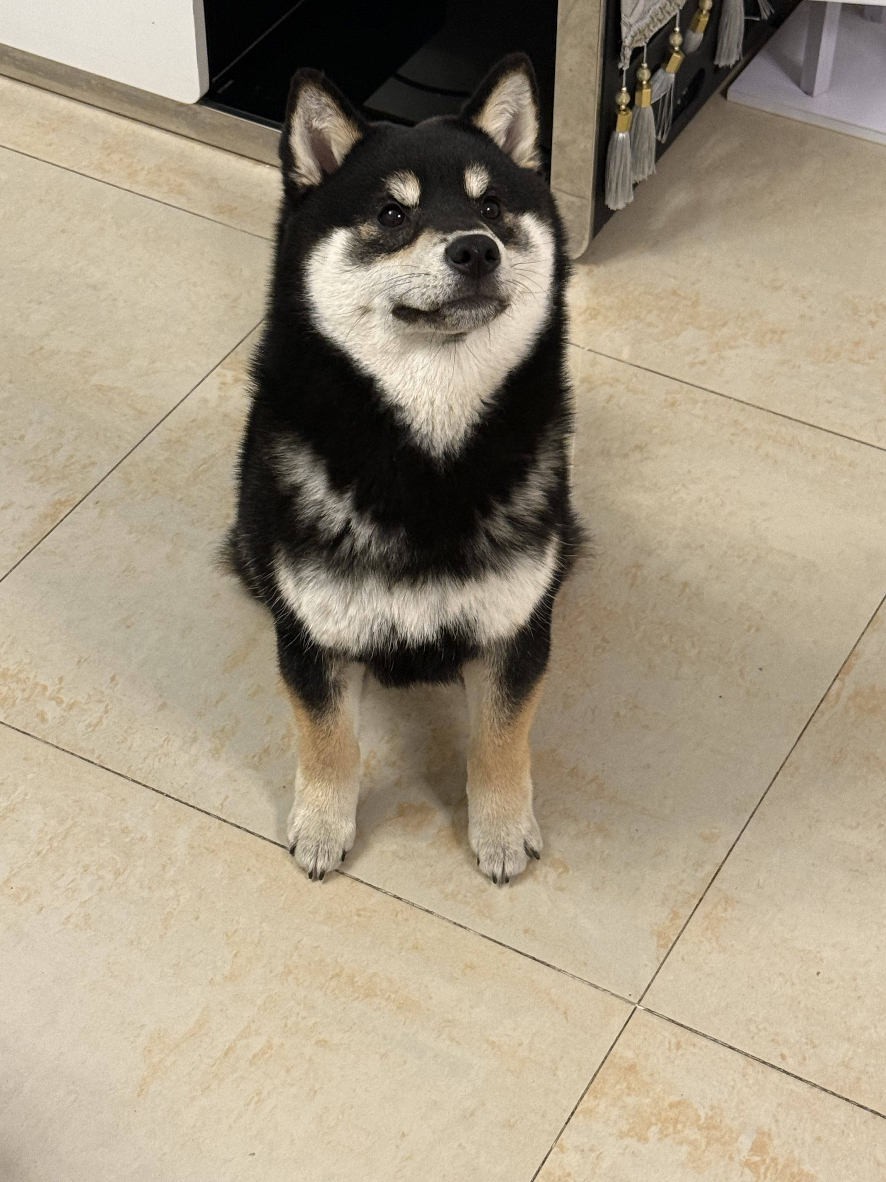 汪星球 · 柴犬「十一」找领养