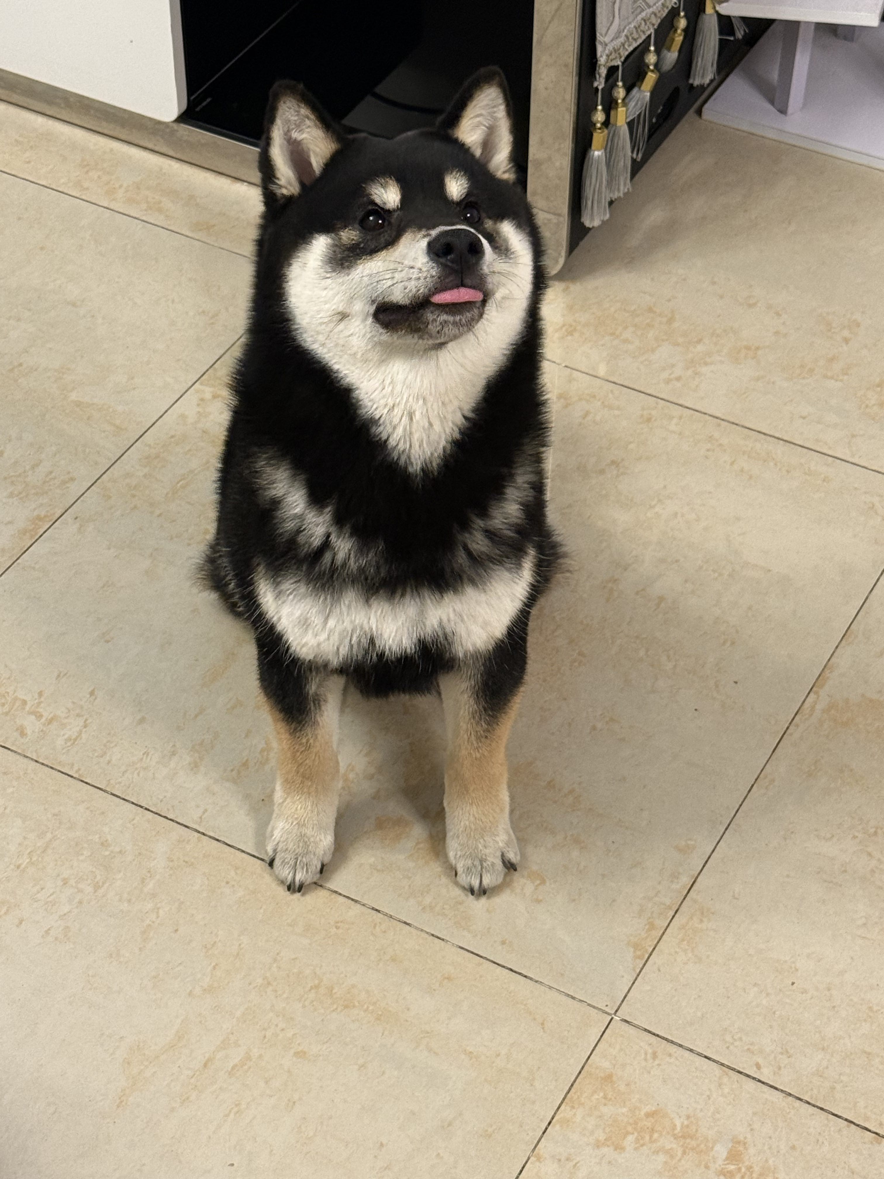 汪星球 · 柴犬「十一」找领养