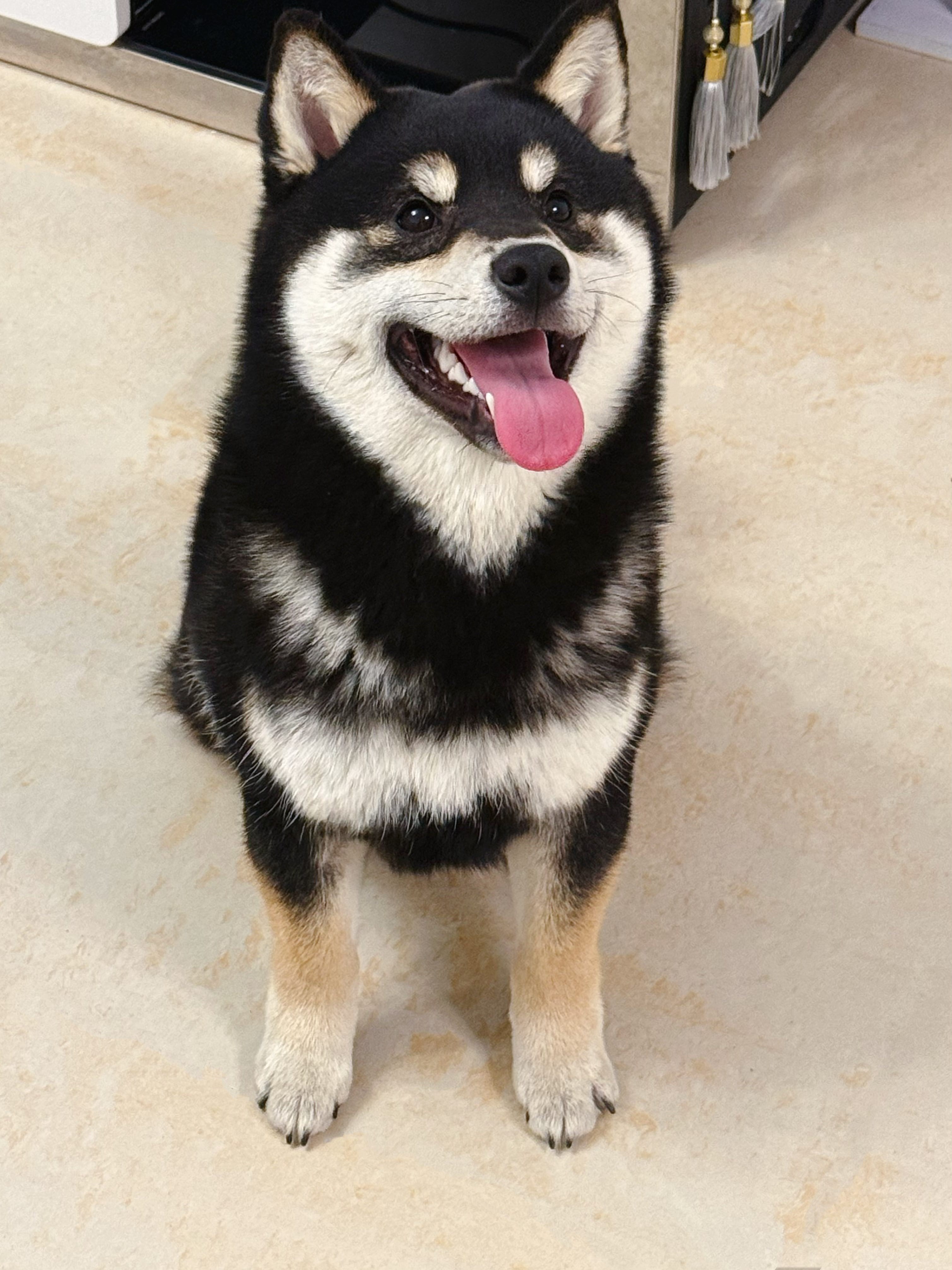 汪星球 · 柴犬「十一」找领养