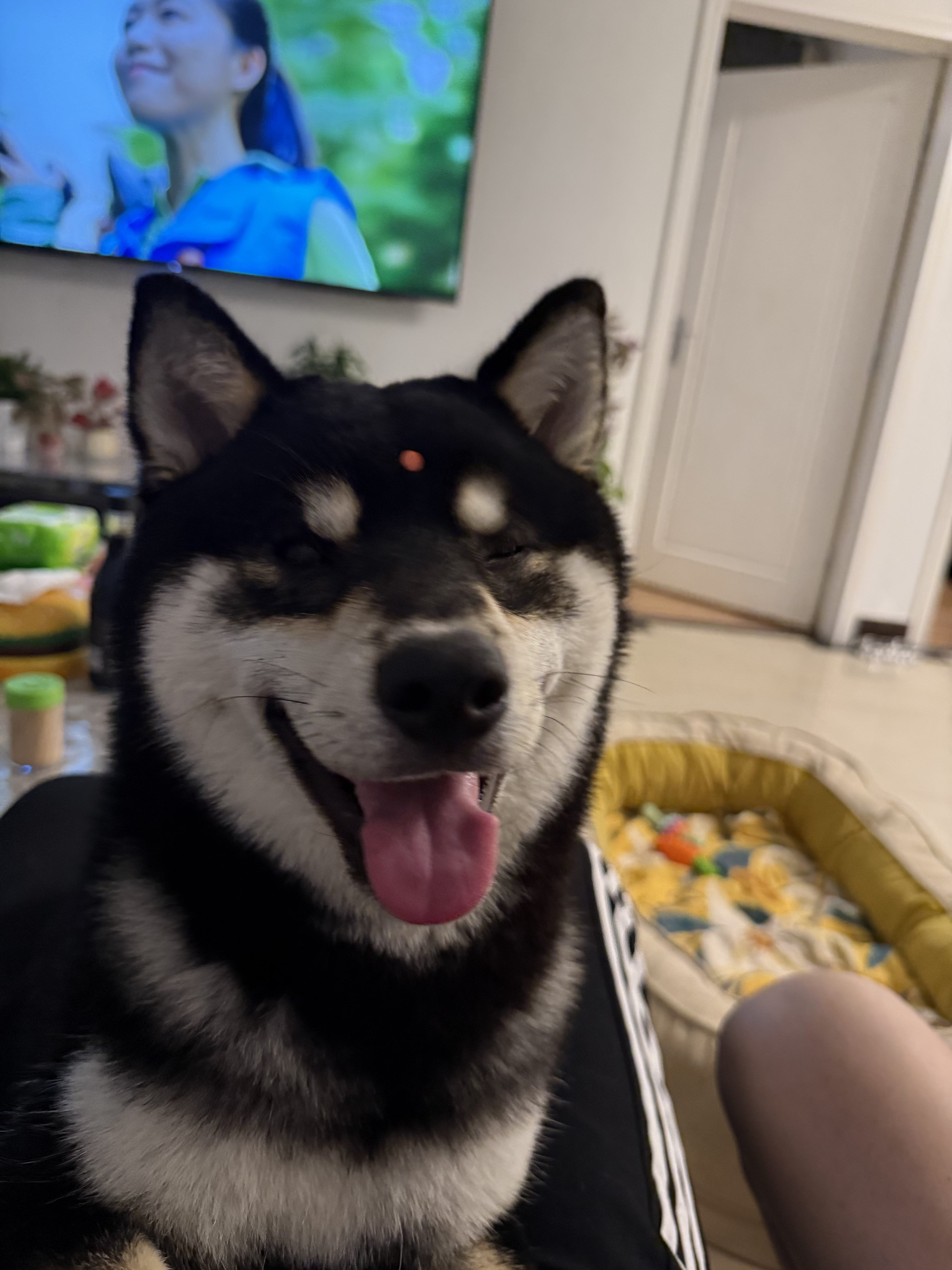 汪星球 · 柴犬「十一」找领养