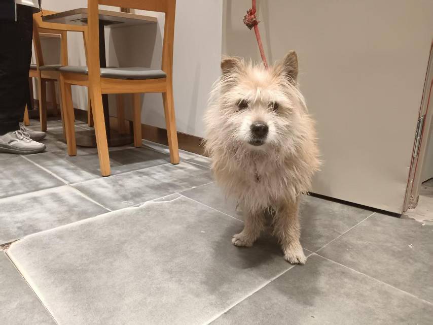 寻宠 · 狗·小型观赏犬 西高地串串「路易」