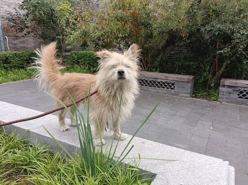 寻宠 · 狗·小型观赏犬 西高地串串「路易」