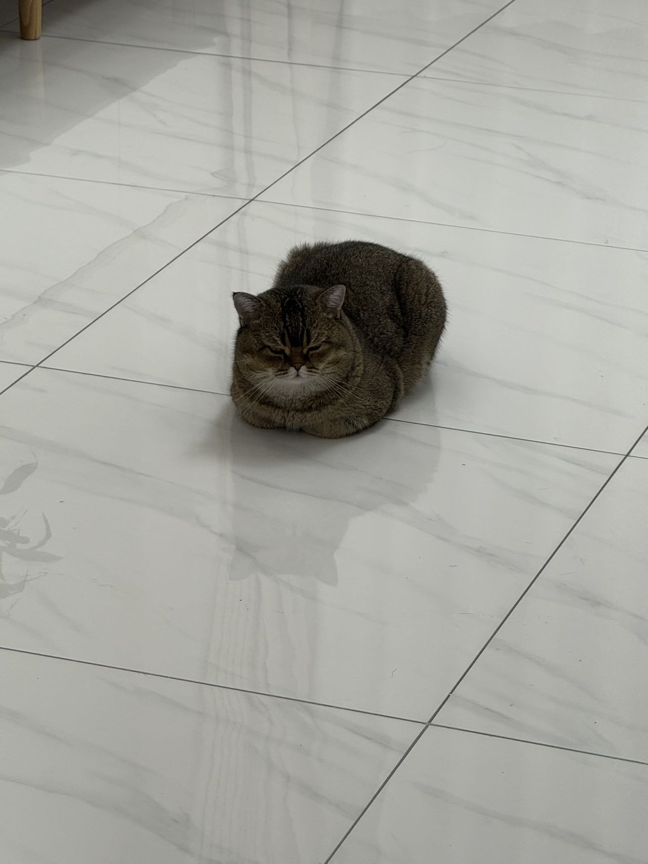 喵星球 · 虎斑猫「咪咪或者小只」找领养