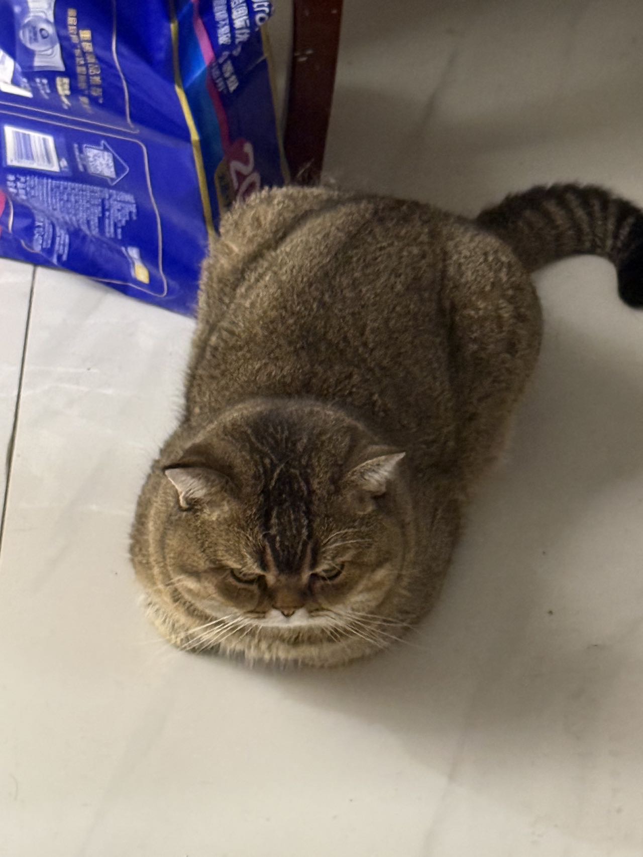 喵星球 · 虎斑猫「咪咪或者小只」找领养