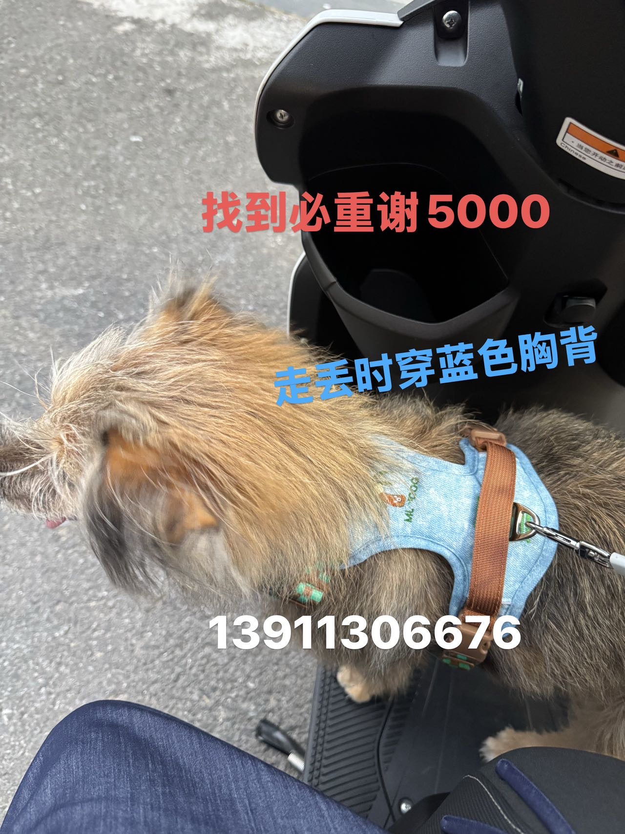 寻宠 · 狗·田园串串「老二」