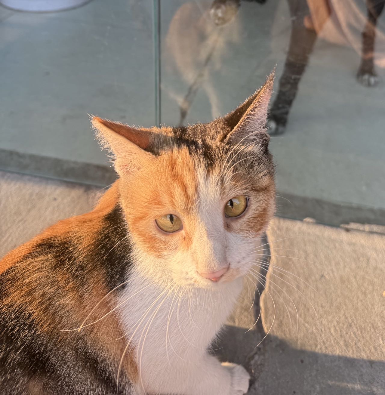 寻宠 · 猫·三花彩狸「小咪」