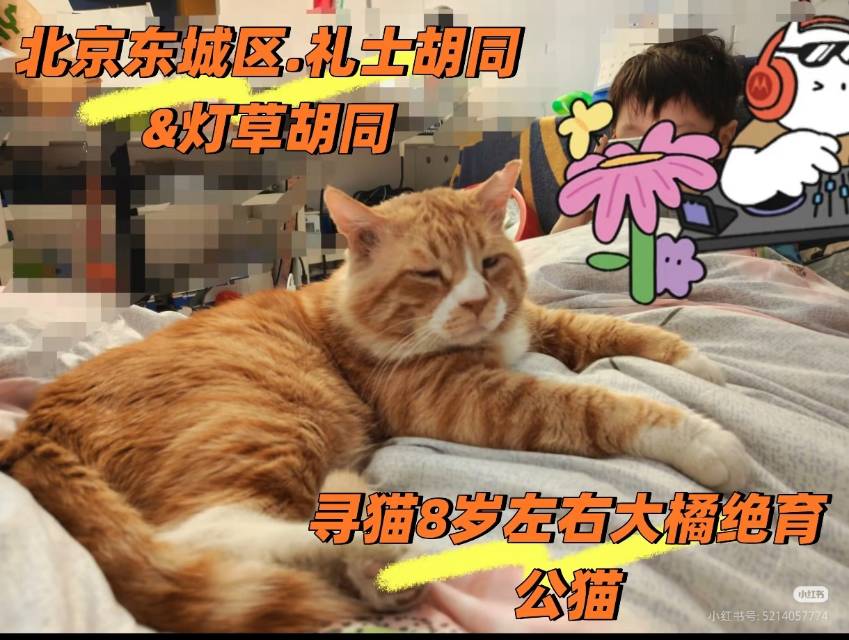 寻宠 · 猫·虎斑纹橘猫「黄黄」