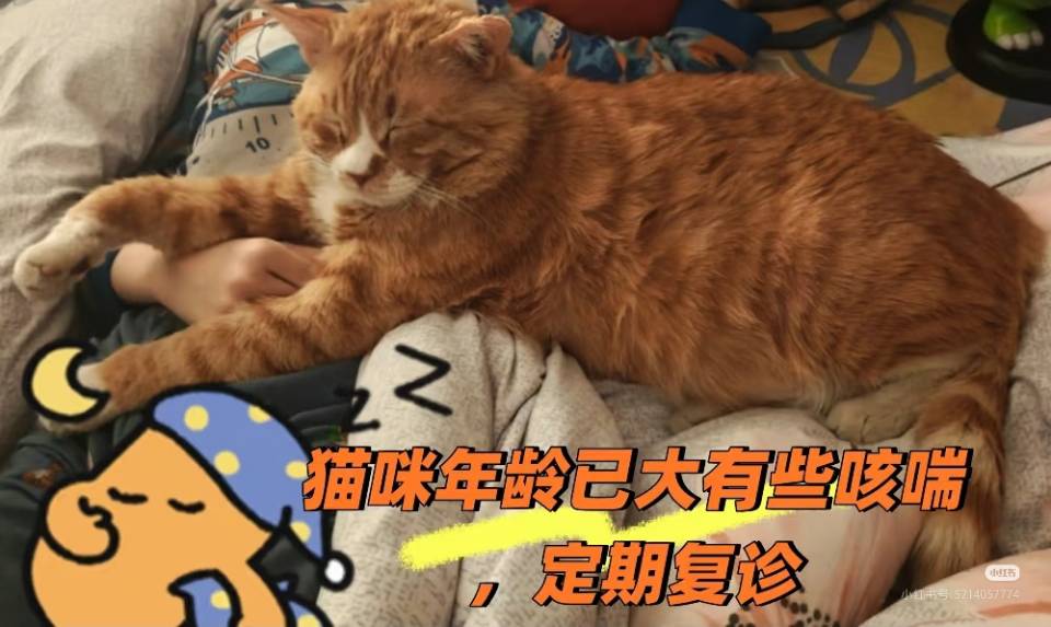 寻宠 · 猫·虎斑纹橘猫「黄黄」